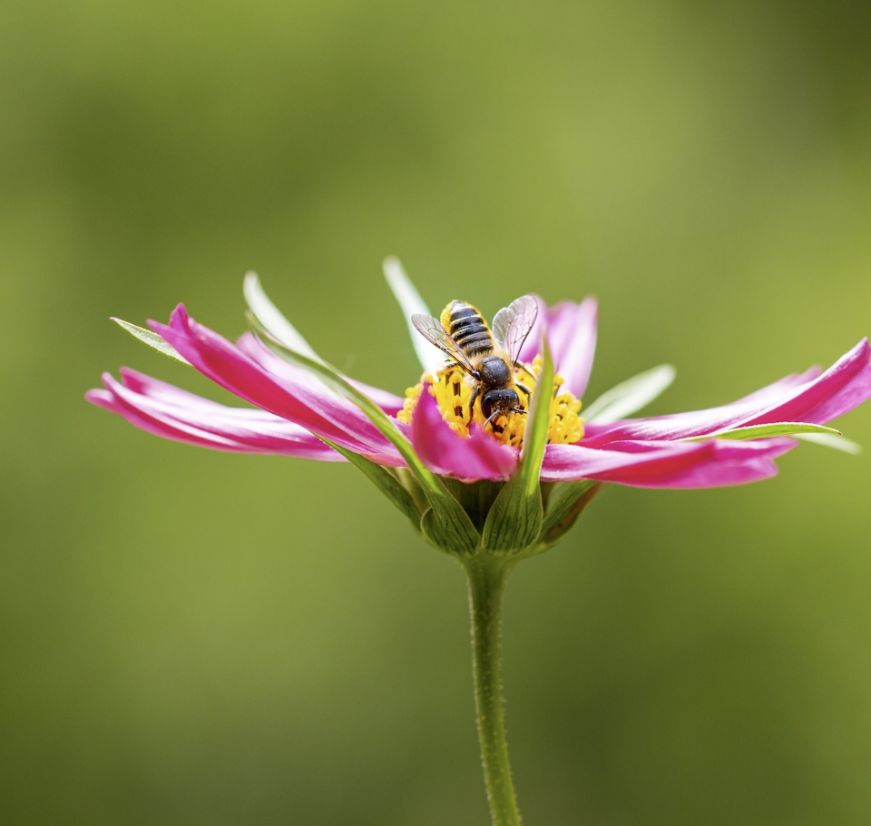La Rivoluzione Silenziosa di Pollenzo sulla Biodiversità